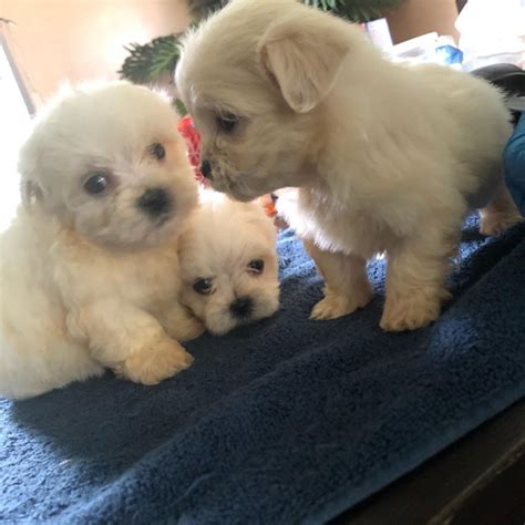 Standard F1B Goldendoodle Puppies looking for a furever home. . Puppies for sale in detroit